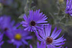 New England aster